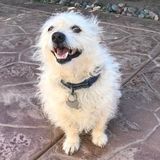 Dogs and Cats Sitting Professional; Also offer Fish, Turtles, Hamster and Guinea Pigs Care / Sitting Services