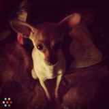 Dog Lover + Highly Experienced