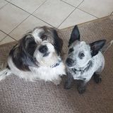 Dog sitter wanted starting July 3rd