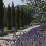 Available: Reliable House Cleaner in Victoria
