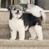 Skillful Dog Sitter for Hire