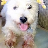 Professional Dog Sitter in Davenport