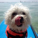 Biloxi Petsitter Interested In Job Opportunities