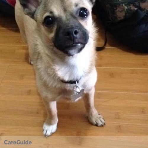 Pet Care Provider Chris S's Profile Picture