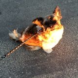 Dedicated Dog Sitter in Wasaga Beach, Ontario