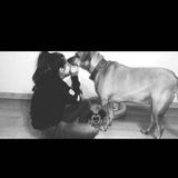 Careful Dog Sitter for Your Home