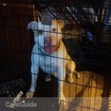 Dog Walker /Sitter needed for spunky cute mild mannered pit bill