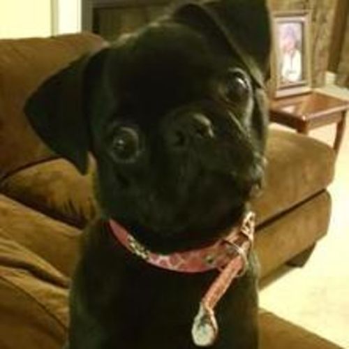 Pet Care Provider Bonita B's Profile Picture