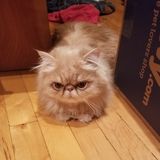Looking for a Cat sitter to stop by 2x a day to provide meds.