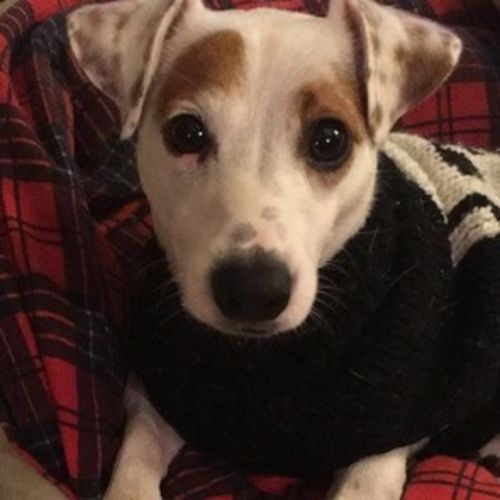 Pet Care Job Dan Pavelka's Profile Picture