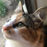 Looking for a Hardworking and determined pet sitter? well Today's your lucky day!