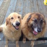 Experienced pet sitter willing to care for your furry friends while you're away