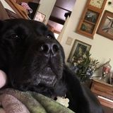 Oak Harbor Pet Groomer Seeking Being Hired in Washington