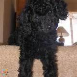 Poodle Sitter