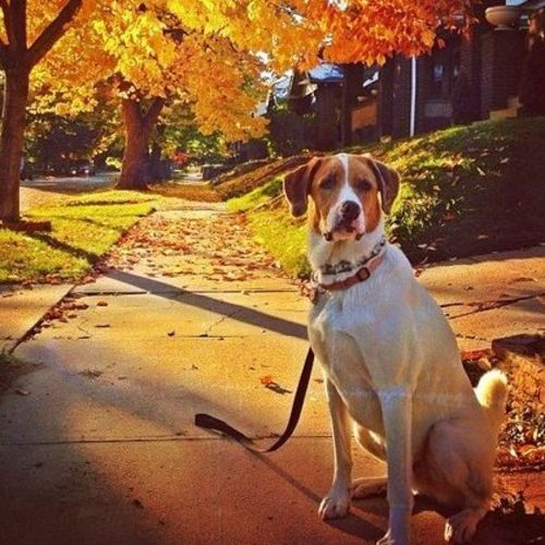 Pet Care Job Ted Pitney's Profile Picture