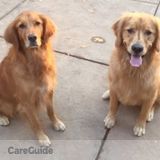 Two Goldens ?