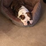 I am looking for a pet sitter March 9-12