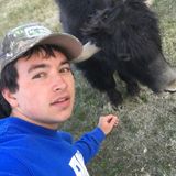 Skilled Dog Walker/Sitter Available Now!