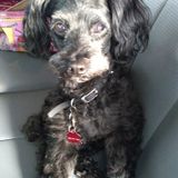 Worry no more best pet sitter is knocking at your door