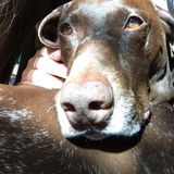 Disciplined Pet Carer Aspiring Veterinarian