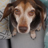 In Need of an Experienced Sitter for a Rescue Pup