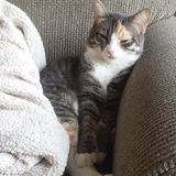 London Cat Sitter Posting