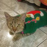 Cuidador de gatos