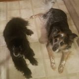 Looking for Knowledgeable, Patient Pet Sitting in Durham