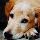 Looking for a Polite caregiver in Montreal.