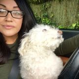 Trustworthy, Reliable House Sitter