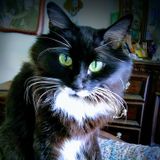 Certified Cat Sitter- Meowtel