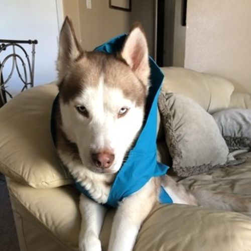 Pet Care Provider Magdalena C's Profile Picture