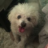 Need experienced pet sitter for our elderly bichon