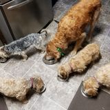 Responsible, loving petsitter