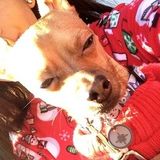 Available: Caring Pet Groomer in Bayside