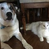 Skillful Pet Sitter Available