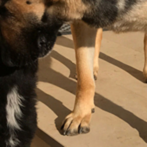 Pet Care Job Sandra J's Profile Picture