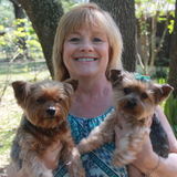 Careful Pet Sitting Available Now! I have two yorkies who love love love being part of my family.