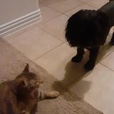 Interested In a Pet Sitter Job in Midlothian