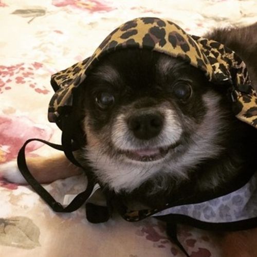 Pet Care Provider Sandra P's Profile Picture