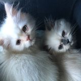 Stop by visit for two lovely kittens