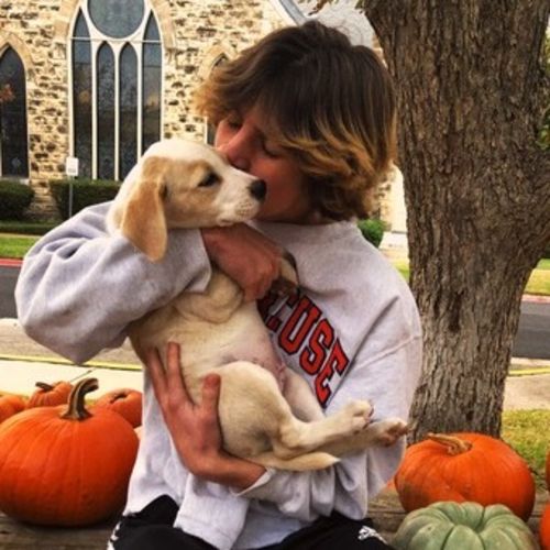 pet sitting georgetown