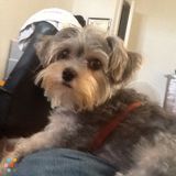 Pet Sitter Extraordinaire, At Your Service Immediately
