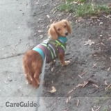 Reliable Pet Sitter
