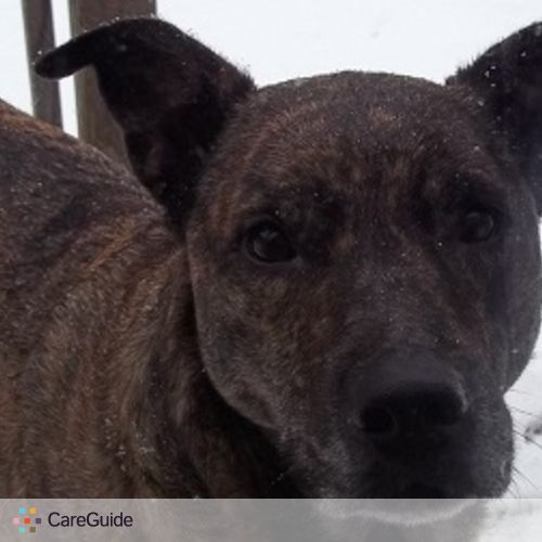 Pet Care Provider Lisa Kane's Profile Picture