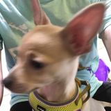 Aurora Dog Walker /Dog handler Interviewing For Job Opportunities