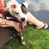 Well Trained Animal Caregiver for Your Home