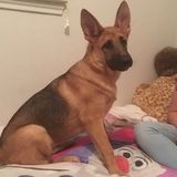 Loving and caring petsitter