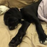 Dog Sitter Wanted in Oviedo