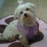 Trustworthy Pet Sitting Available